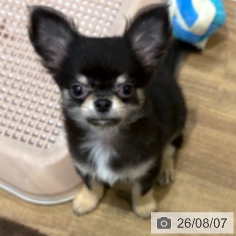 チワワの写真