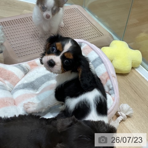 埼玉県のキャバリアキングチャールズスパニエル (ペットプラス ららぽーと新三郷店/2026年5月11日生まれ/女の子/トライカラー)の子犬の3枚目の画像