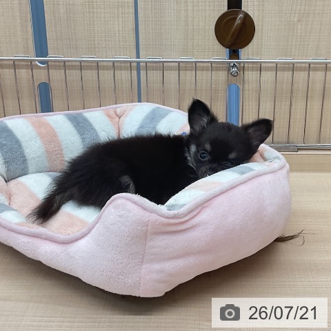 チワワの写真