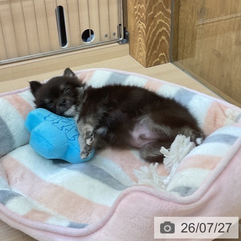 埼玉県のチワワ(ロング) (ペッツワン 浦和美園店/2026年5月16日生まれ/男の子/ブラックタンホワイト)の子犬の4枚目の画像