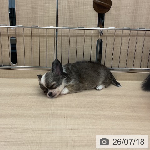 チワワの写真
