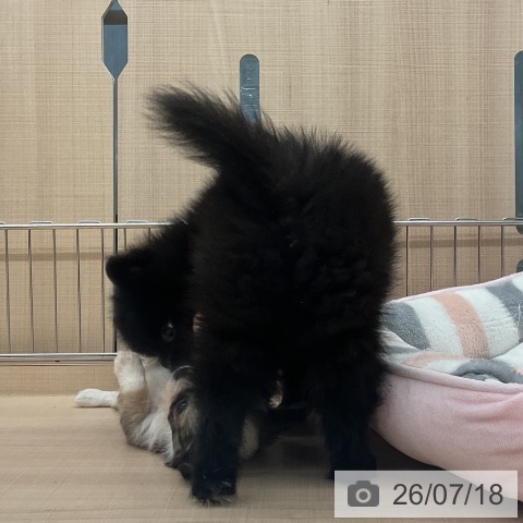 チワワの写真