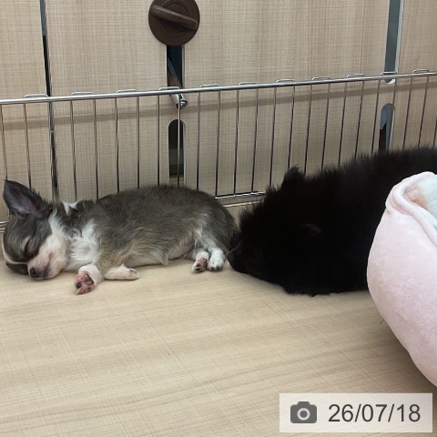チワワの写真