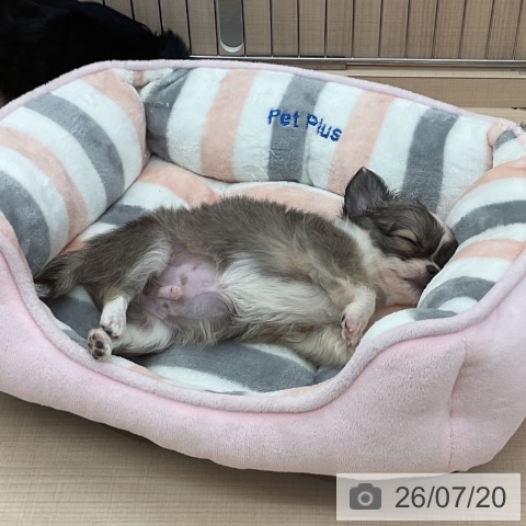 チワワの写真