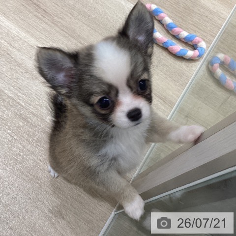 宮城県のチワワ(ロング) (ペットプラス 仙台上杉店/2026年5月16日生まれ/女の子/フォーンホワイト)の子犬の4枚目の画像