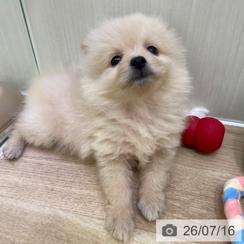 東京都のポメラニアン (ペットプラス 東久留米店/2026年5月16日生まれ/男の子/クリーム)の子犬の4枚目の画像