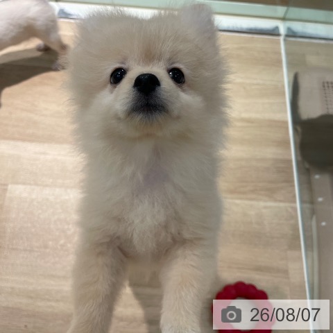 東京都のポメラニアン (ペットプラス 東久留米店/2026年5月16日生まれ/男の子/クリーム)の子犬の4枚目の画像