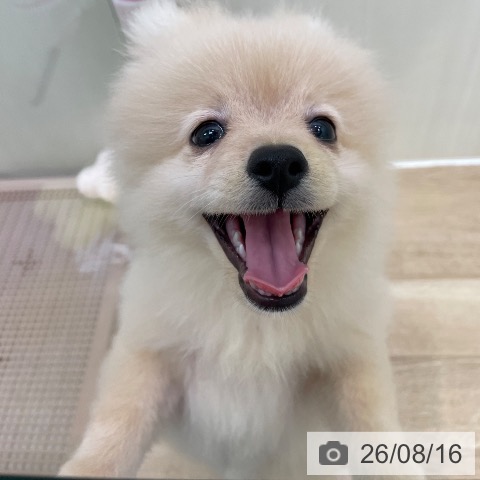 東京都のポメラニアン (ペットプラス 東久留米店/2026年5月16日生まれ/男の子/クリーム)の子犬の4枚目の画像