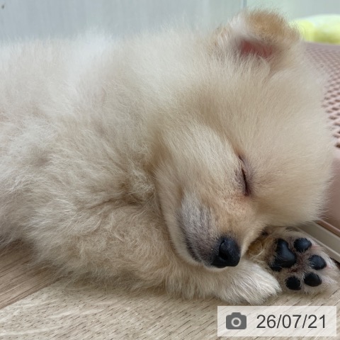 東京都のポメラニアン (ペットプラス 東久留米店/2026年5月16日生まれ/男の子/クリーム)の子犬の3枚目の画像