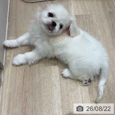 千葉県のペキニーズ (ペットプラス 木更津店/2026年5月16日生まれ/女の子/ホワイト)の子犬の3枚目の画像