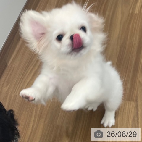 茨城県のペキニーズ (ペッツワン つくば店/2026年5月16日生まれ/女の子/ホワイト)の子犬の4枚目の画像