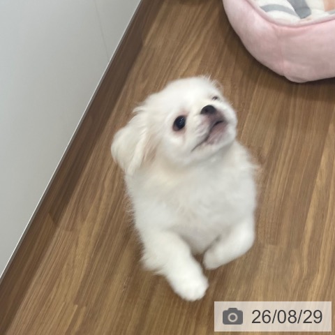 茨城県のペキニーズ (ペッツワン つくば店/2026年5月16日生まれ/女の子/ホワイト)の子犬の3枚目の画像