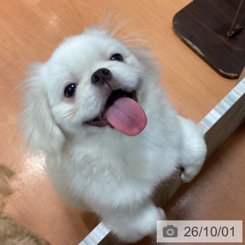 茨城県のペキニーズ (ペッツワン 阿見店/2026年5月16日生まれ/女の子/ホワイト)の子犬の3枚目の画像