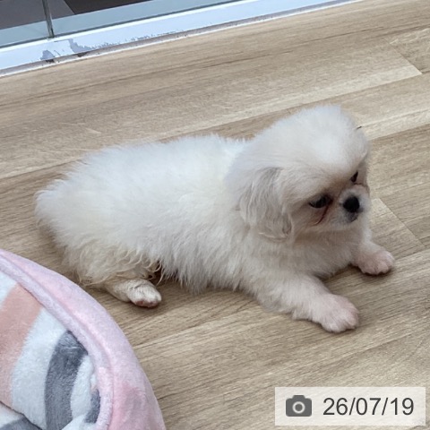 千葉県のペキニーズ (ペットプラス 船橋店/2026年5月16日生まれ/女の子/ホワイト)の子犬の4枚目の画像
