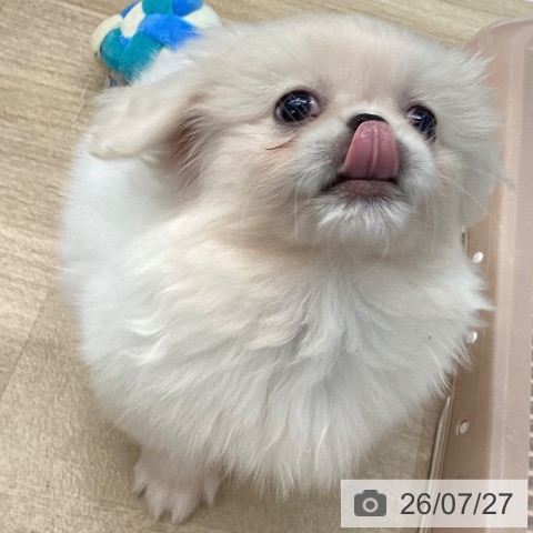千葉県のペキニーズ (ペットプラス 船橋店/2026年5月16日生まれ/女の子/ホワイト)の子犬の3枚目の画像