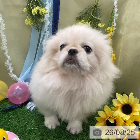千葉県のペキニーズ (ペットプラス 船橋店/2026年5月16日生まれ/女の子/ホワイト)の子犬の3枚目の画像