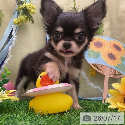 チワワの写真
