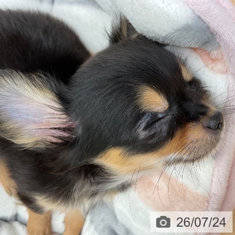 千葉県のチワワ(ロング) (ペットプラス 成田店/2026年5月16日生まれ/男の子/ブラックタンホワイト)の子犬の3枚目の画像