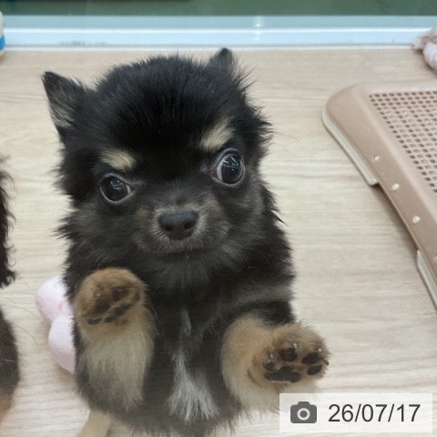 チワワの写真