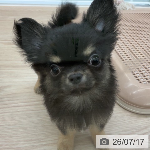 チワワの写真