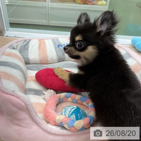 埼玉県のチワワ(ロング) (ペットプラス 上尾店/2026年5月17日生まれ/男の子/ブラックタン)の子犬の4枚目の画像