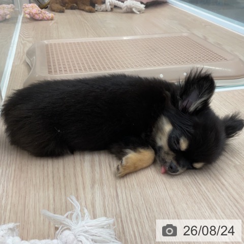 埼玉県のチワワ(ロング) (ペットプラス 上尾店/2026年5月17日生まれ/男の子/ブラックタン)の子犬の4枚目の画像
