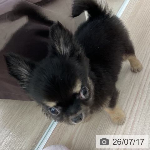 チワワの写真
