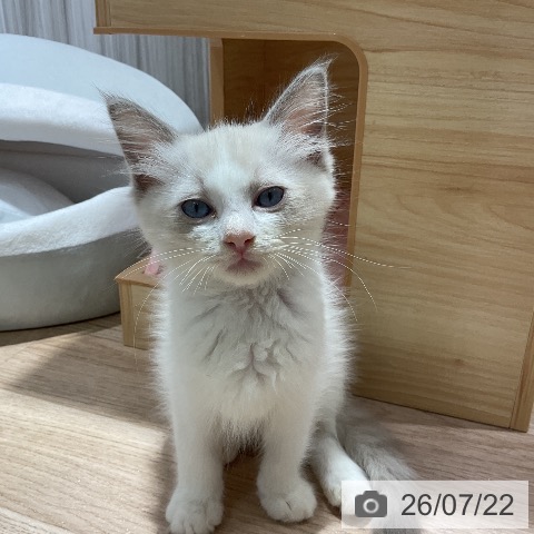 千葉県のラグドール (ペットプラス 木更津店/2026年5月13日生まれ/男の子/ブルーポイントバイカラー)の子猫の3枚目の画像
