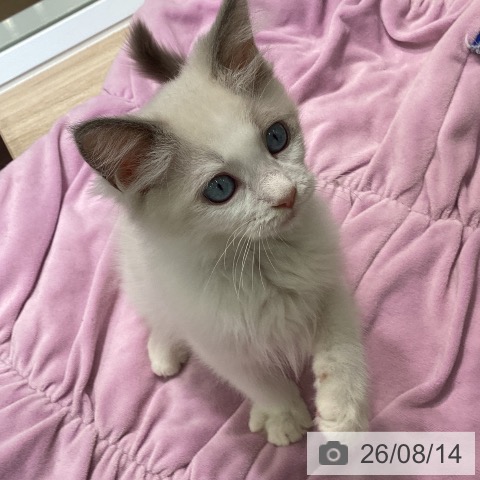 神奈川県のラグドール (ペットプラス 天王町店/2026年5月13日生まれ/男の子/ブルーポイントバイカラー)の子猫の4枚目の画像