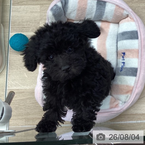 千葉県のトイプードル(トイ) (ペットプラス 船橋店/2026年5月18日生まれ/男の子/ブラック)の子犬の4枚目の画像