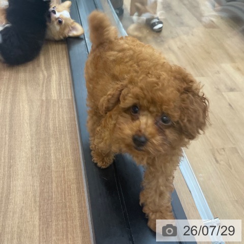 茨城県のトイプードル(トイ) (ペッツワン つくば店/2026年5月14日生まれ/男の子/レッド)の子犬の4枚目の画像