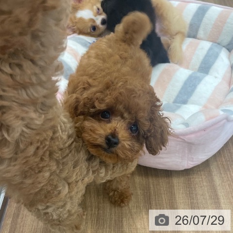 茨城県のトイプードル(トイ) (ペッツワン つくば店/2026年5月14日生まれ/男の子/レッド)の子犬の3枚目の画像