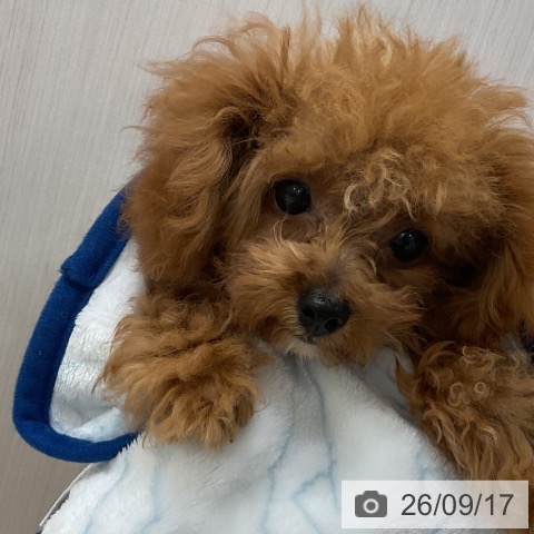 宮城県のトイプードル(トイ) (ペットプラス 名取店/2026年5月14日生まれ/男の子/レッド)の子犬の4枚目の画像