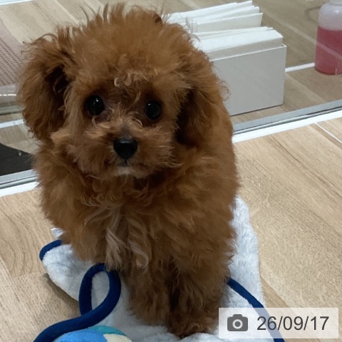 宮城県のトイプードル(トイ) (ペットプラス 名取店/2026年5月14日生まれ/男の子/レッド)の子犬の3枚目の画像