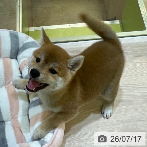 柴の写真