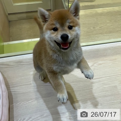 柴の写真