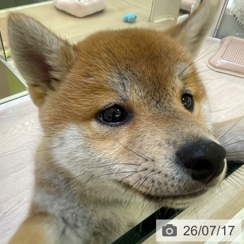 柴の写真
