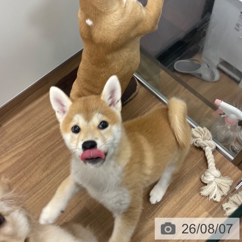 茨城県の柴犬(標準サイズ) (ペッツワン つくば店/2026年5月18日生まれ/女の子/赤)の子犬の4枚目の画像