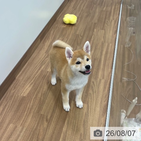 茨城県の柴犬(標準サイズ) (ペッツワン つくば店/2026年5月18日生まれ/女の子/赤)の子犬の3枚目の画像