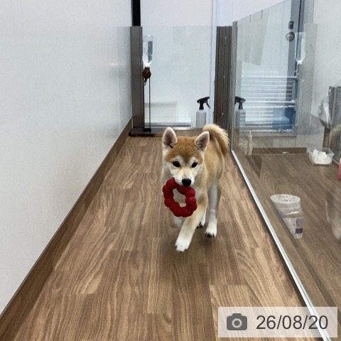 茨城県の柴犬(標準サイズ) (ペッツワン つくば店/2026年5月18日生まれ/女の子/赤)の子犬の4枚目の画像