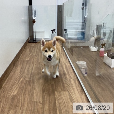 茨城県の柴犬(標準サイズ) (ペッツワン つくば店/2026年5月18日生まれ/女の子/赤)の子犬の3枚目の画像