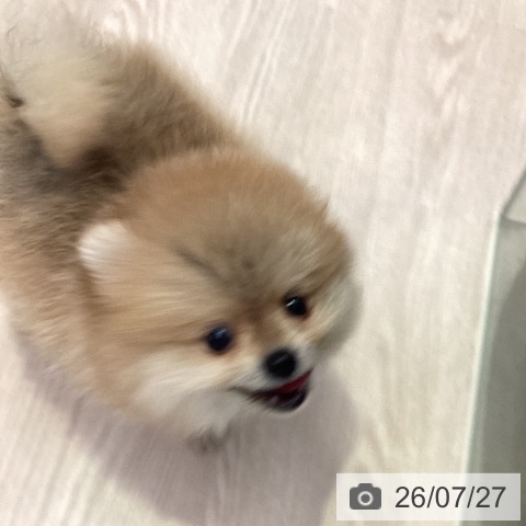 千葉県のポメラニアン (ペットプラス 幕張新都心店/2026年5月16日生まれ/男の子/オレンジ)の子犬の3枚目の画像