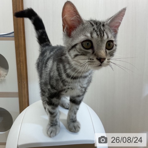 新潟県のアメリカンショートヘアー (ペットプラス 新潟亀田インター店/2026年5月15日生まれ/男の子/シルバータビー)の子猫の3枚目の画像