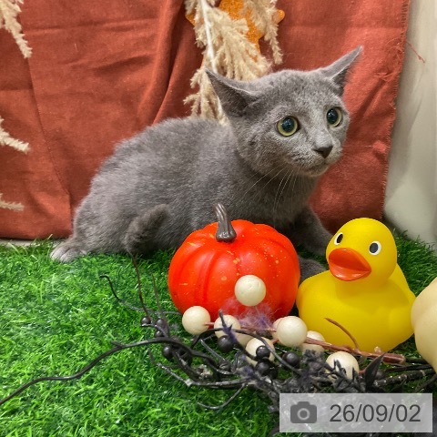 ロシアンブルーの写真