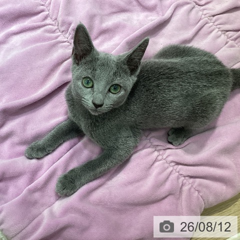 神奈川県のロシアンブルー (ペットプラス 天王町店/2026年5月12日生まれ/女の子/ブルー)の子猫の3枚目の画像