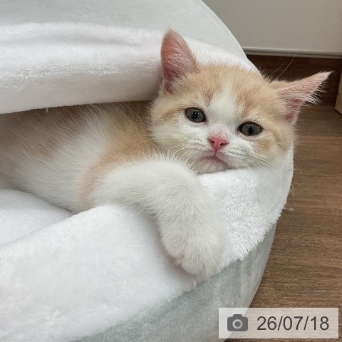 スコティッシュフォールドの写真
