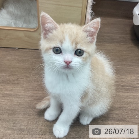 スコティッシュフォールドの写真