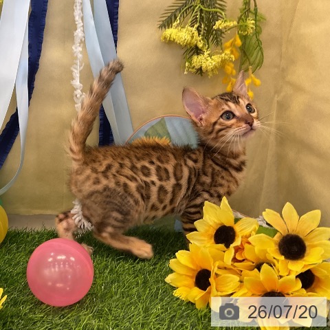 ベンガルの写真