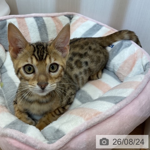 埼玉県のベンガル (ペッツワン 新座店/2026年5月1日生まれ/男の子/ブラウンスポットタビー)の子猫の4枚目の画像