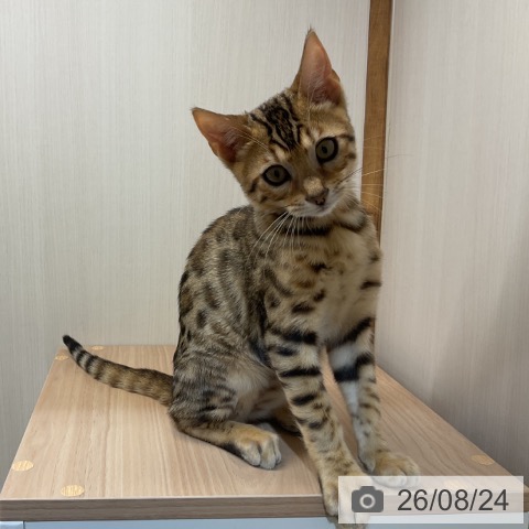 埼玉県のベンガル (ペッツワン 新座店/2026年5月1日生まれ/男の子/ブラウンスポットタビー)の子猫の3枚目の画像